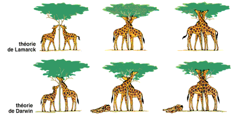 Perbedaan Teori Evolusi Darwin dan Lamarck