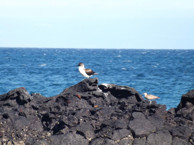 Playa Espumilla, Isla Santiago, Islas Galápagos