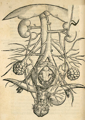 anatomical wooduct of pregnant female sexual organs