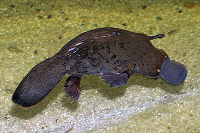 platypus animal facts