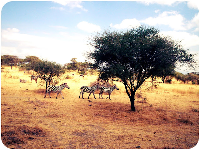 three zebra