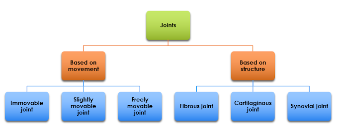 Classification of the Joints | Based on Structure and Degree of Movement