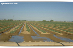 Irrigation: Physical importance Irrigation: agrinfobank.com