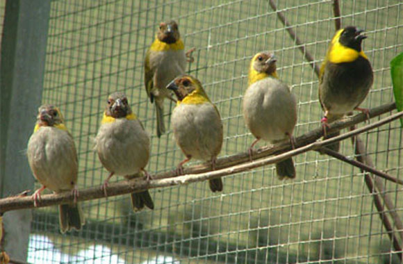 padre-ricardo-bulmez-los-pajaros-enjaulados