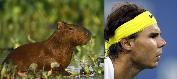 Capybaras that look like Rafael Nadal