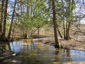 creek in dappled sun