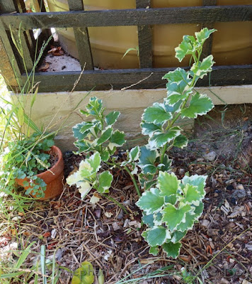 Senecio tamoides