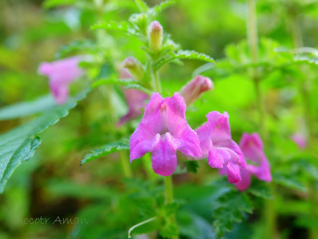 Phtheirospermum japonicum