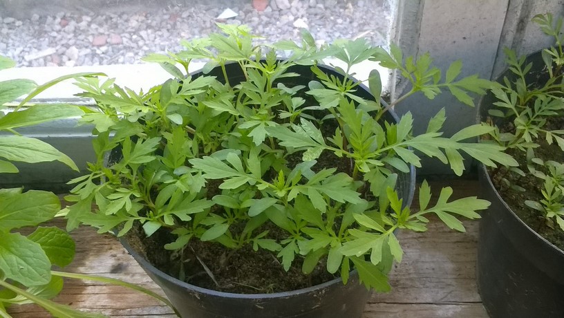 After marigold seedlings develop a pair of true leaves, they are ready to be transplanted into individual pots with good quality potting or garden soil.