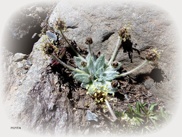 Estrella de las Nieves, Lavaderos de la Reina