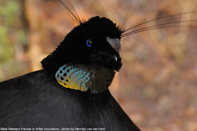 Male Western Parotia (Parotia sefilata)