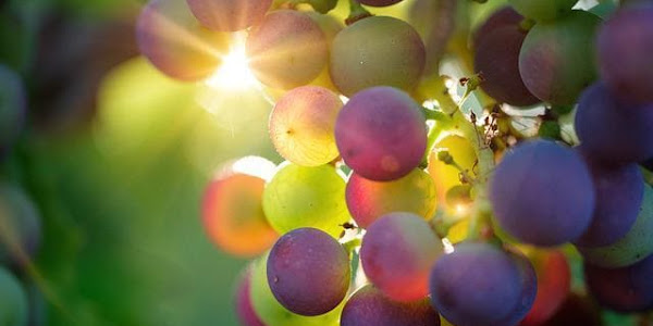 Eat Sweet Juicy Grapes and Always Stay Healthy