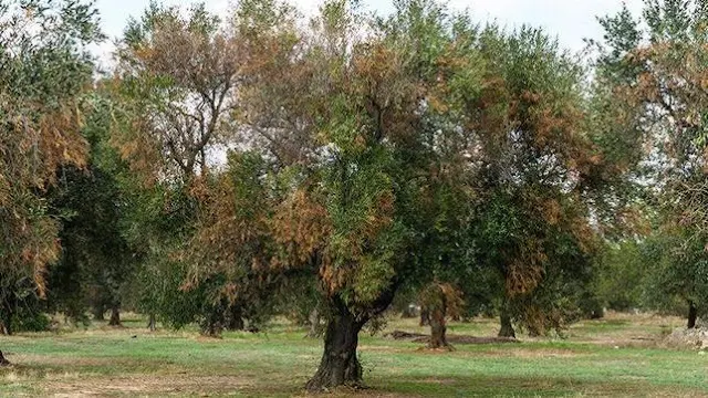 Νέα κρούσματα από το βακτήριο Xylella fastidiosa στην Πορτογαλία και στην κεντρική  Ιταλία