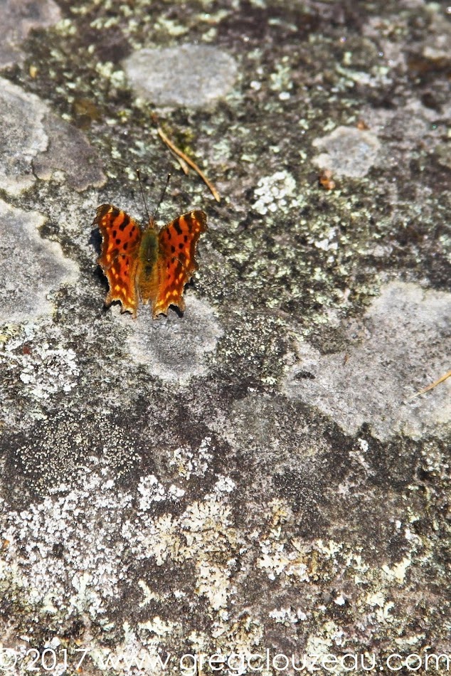 Robert-le-Diable Polygonia c-album en Forêt de Fontainebleau