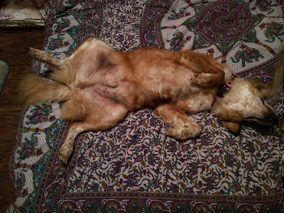 sleeping dog on India elephant bedspread