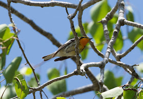 Blackburnian Warbler - Hulbert Bog, Michigan, USA