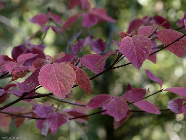 velvety red leaves