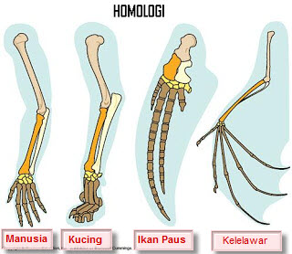 Petunjuk Petunjuk Adanya Evolusi