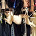 Hanging Cat