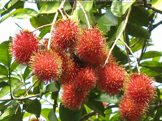 manfaat buah rambutan