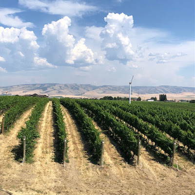 The view of the Pepper Bridge vineyard