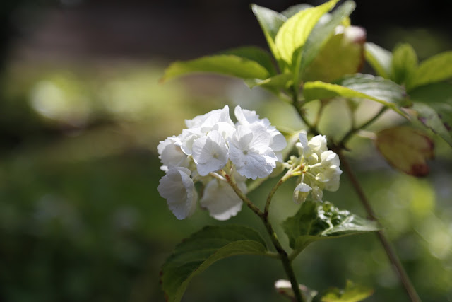 White Hydrangea Flower in Sunshine