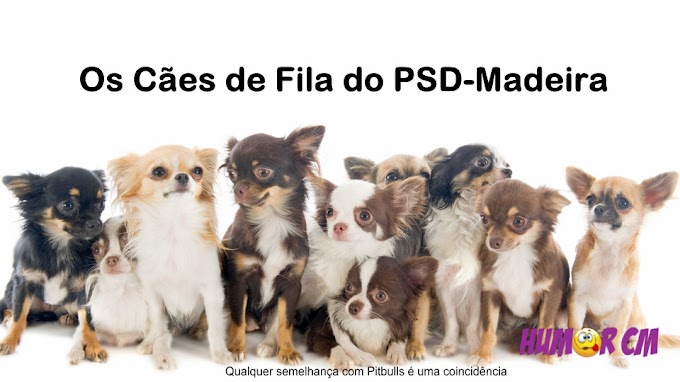 Os cães de Fila do PSD-Madeira