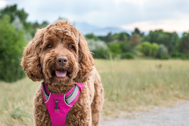Flat collars can cause harm, so walk your dog on a harness (pictured) if they pull on leash