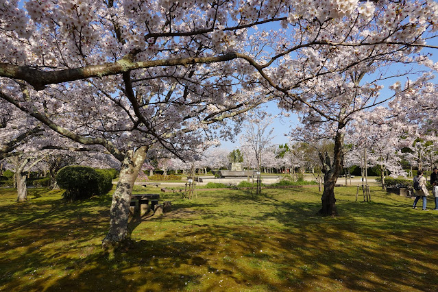 鳥取県米子市西町　港山公園　満開のソメイヨシノ桜
