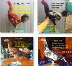 Ciri dan Keunggulan Ayam  Birma  Asli dan Campuran Ayam  