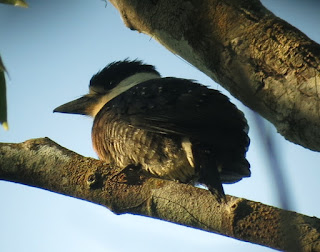 Brown-banded Puffbird