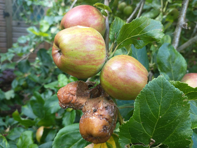Apples + brown rot