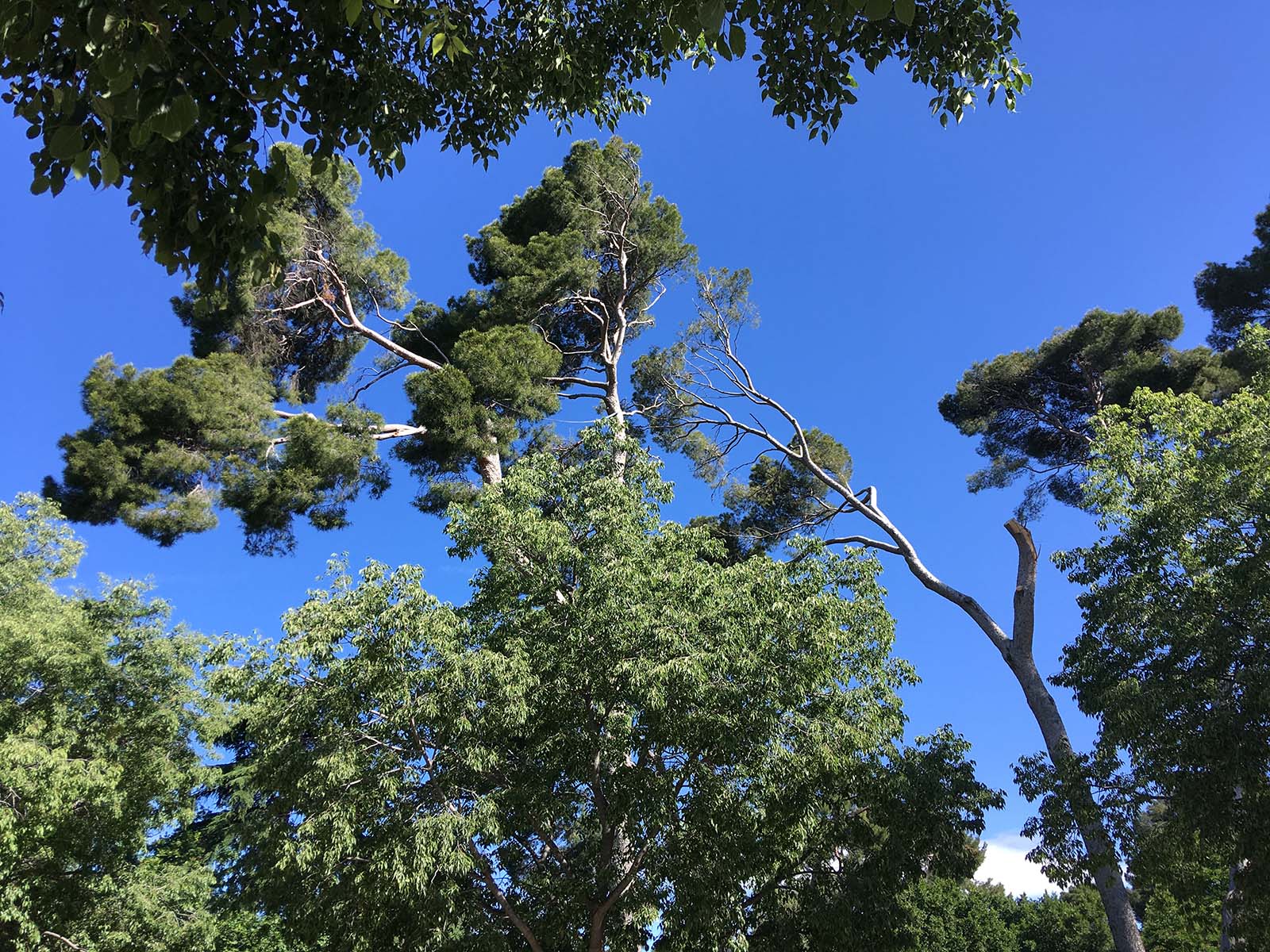 Atravesando el Parque del Retiro