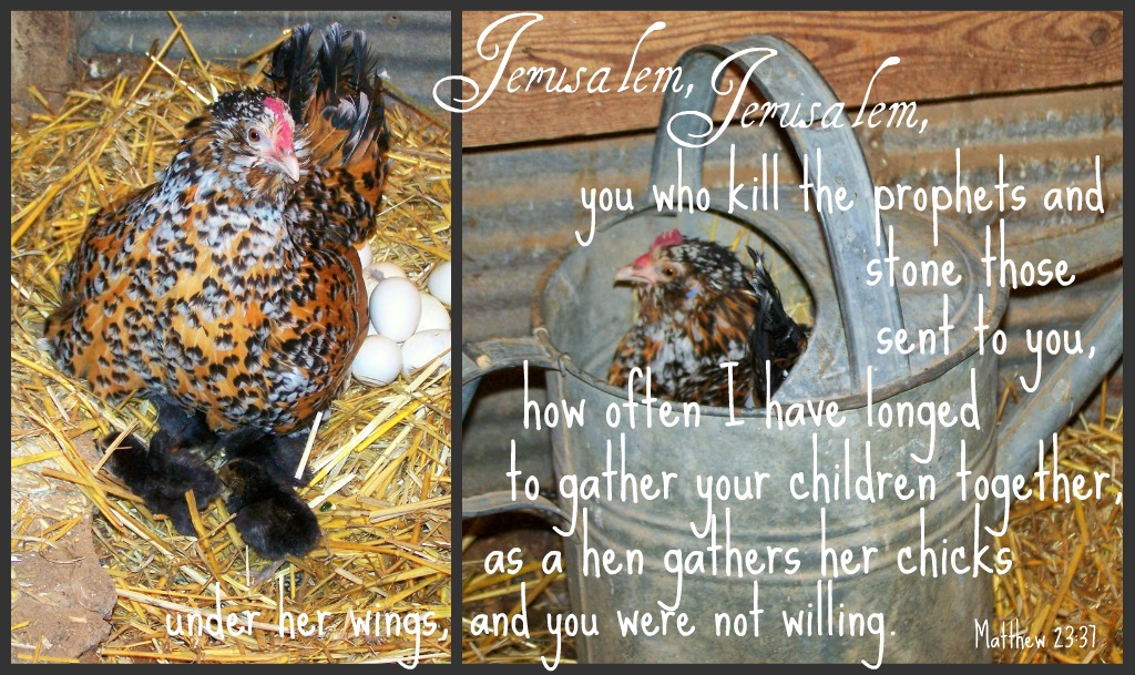 Shabby Olde Potting Shed: scripture Picture As A Hen Gathers Her 