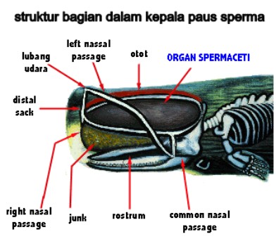 https://blogger.googleusercontent.com/img/b/R29vZ2xl/AVvXsEhMZ9TDpJx72Hc7ruSTXohJ5l2p2EHTVtyh0IKBMZfh4KQakI2w2CCunmCVlXs0oiiKh2phONC5_kh3PM3WIkc-cvEznJpKd0_MB13YnMmGg1MLAcw3rYsFSpBq5DW0MuOey2_oBj4flQ_U/s1600/struktur+bagian+dalam+kepala+paus+sperma.jpg