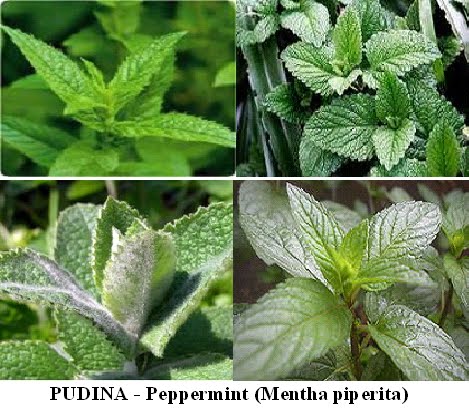 Herba & Tumbuhan: PUDINA - Peppermint (Mentha piperita)