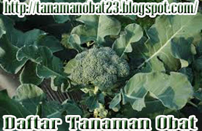 Manfaat Dan Khasiat Tanaman Brokoli (Brassica oleracea var. italica)