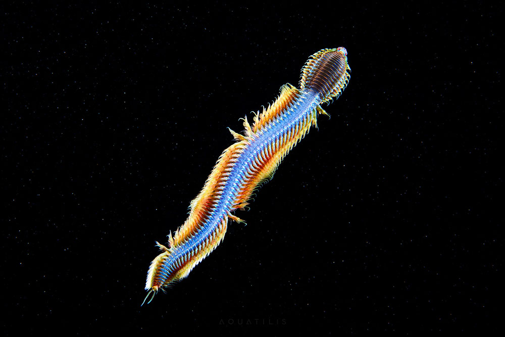 深海の生物の美しい写真7枚 生物学者が撮った美しい生き物 N ミライノシテン