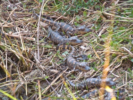 SharkValleyTramTour%252526DuskTrailWalk-37-2015-02-17-08-17.jpg