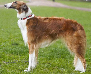 Borzoi Dog Posters