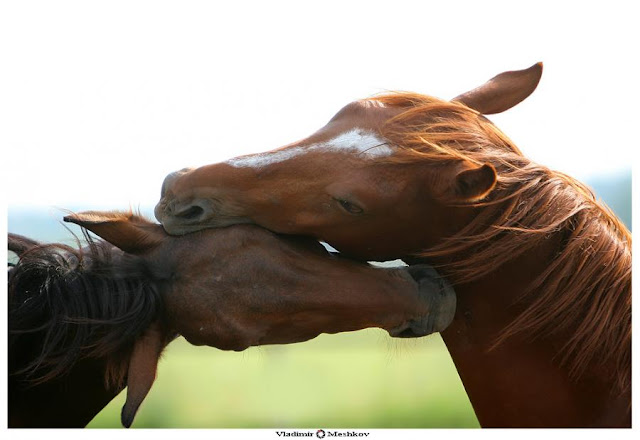 Horse Love