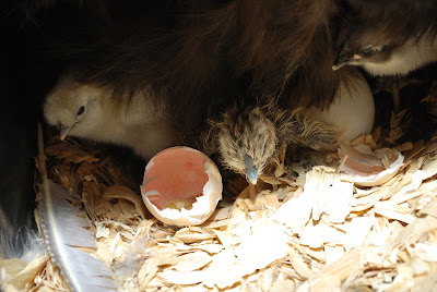 silkie chicks and mama