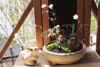 山野草盆栽（台湾バイカカラマツが咲いている）とうさぎの人形