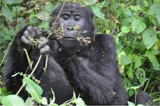 Gorilla Trekking experience in Rwanda