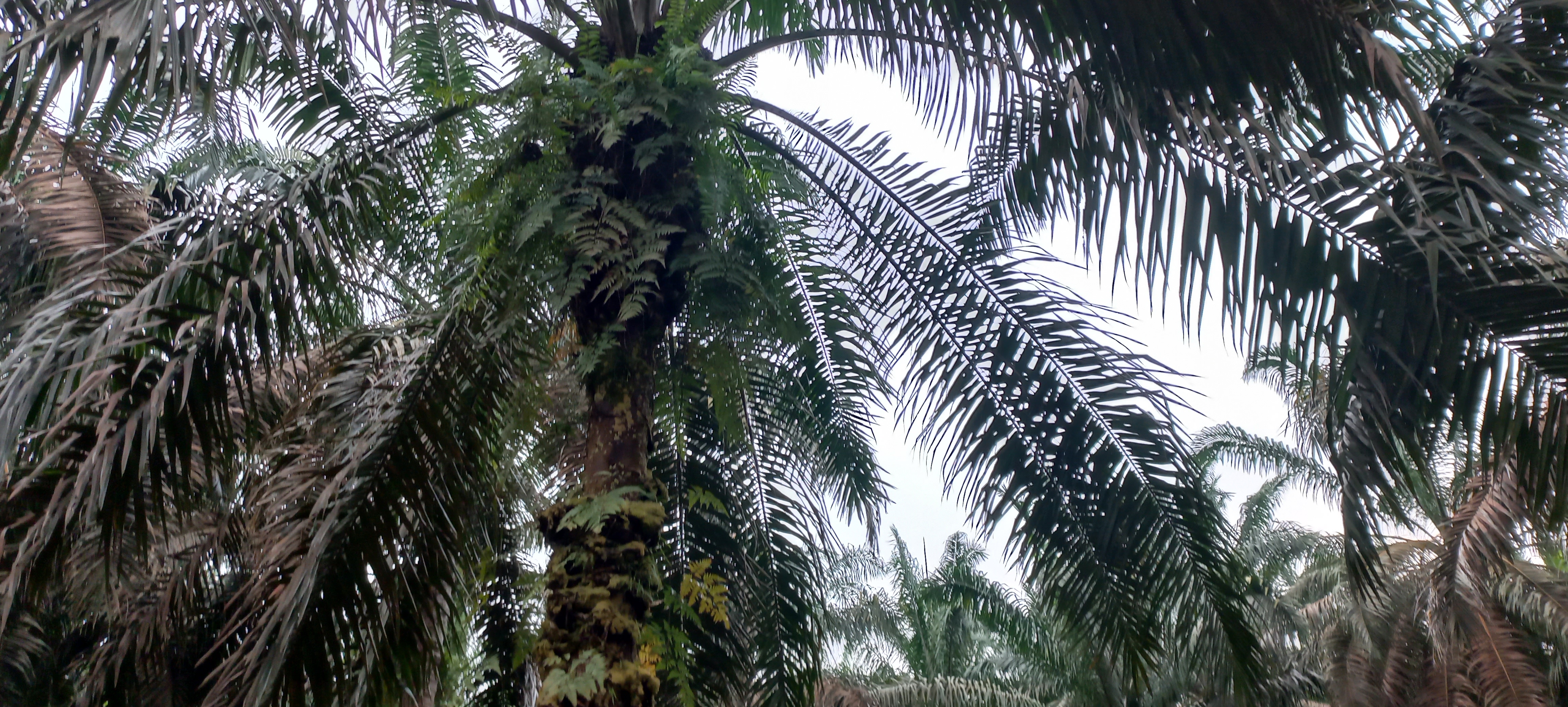 Teknik peningkatan hasil panen sawit tinggi