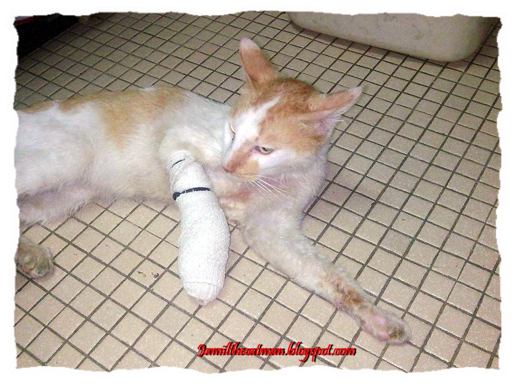 JKCR Cats Rescue ( JamilKucing Cats Rescue ): Tangan 