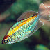 Beternak Ikan Congo Tetra