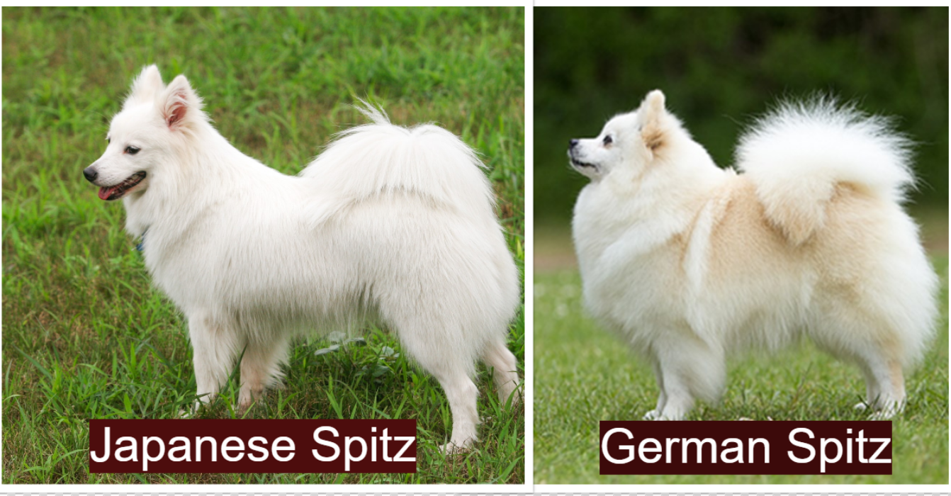 Japanese Spitz vs German Spitz: Size