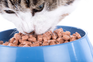 Cómo comparar y elegir marcas saludables de alimentos para gatos