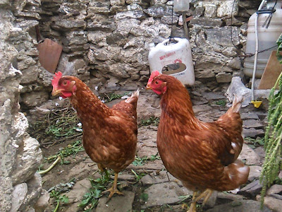 gallinas ponedoras